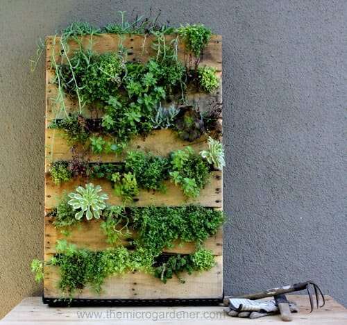 Pallet garden planted out with succulents. | The Micro Gardener