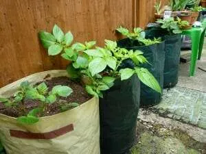 Grow bags with potatoes