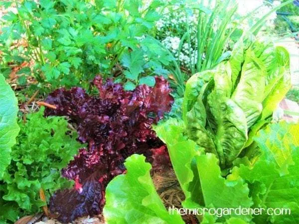 Plant vegetables and herbs with a variety of colours and textures