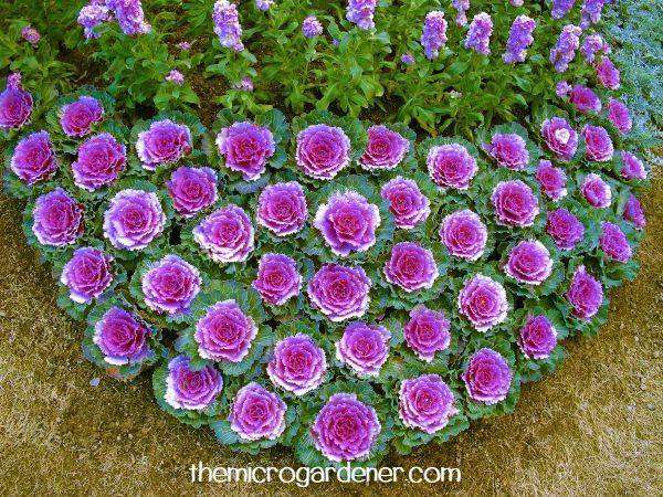 Even purple and white ornamental kale can look beautiful planted in a heart shaped garden feature 
