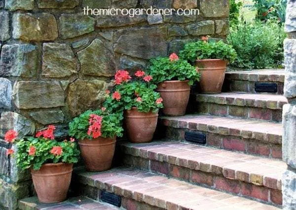 Mass planted red geraniums in pots create a focal point up steps against a stone wall