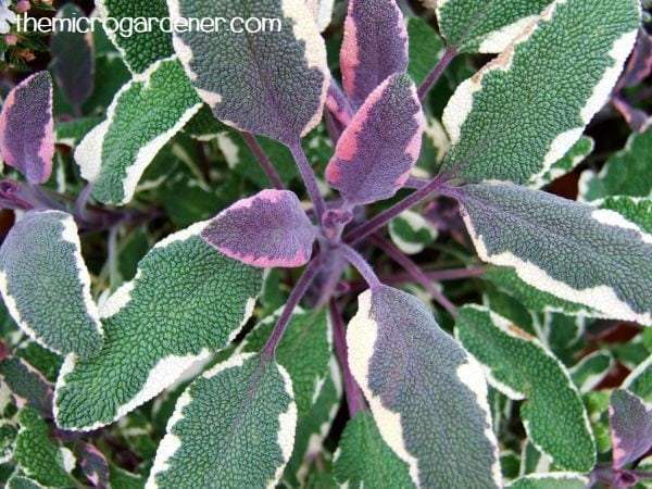 Variegated sage with white, green and purple leaves are a stunning edible variety