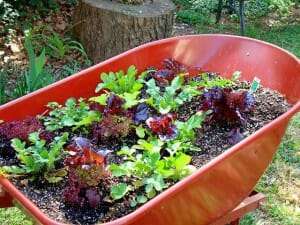 Colourful salad garden grown in a recycled wheelbarrow