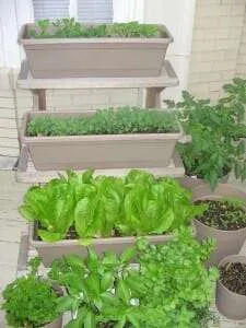 Crop rotation is important in containers
