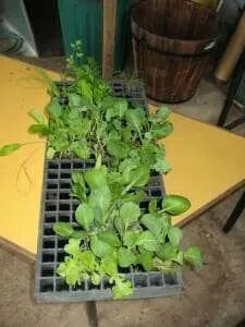 Seedlings ready to plant