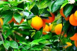 Dwarf orange tree - potted citrus can often live for years in pots if cared for well