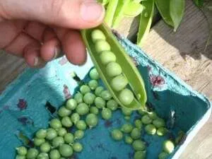 Saving pea seeds from fresh pods