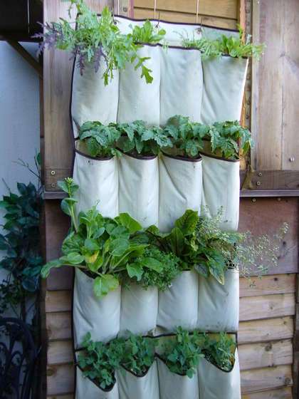 Grow your own vertical vegetables in a hanging shoe caddy from Instructables.