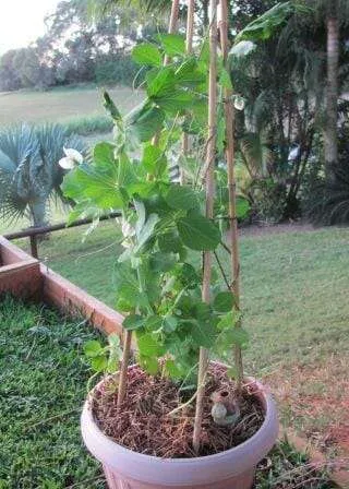 LOTS Pack:Garden Pot Plant Stick Vines Plants Support Flower Cane Tie Plastic 