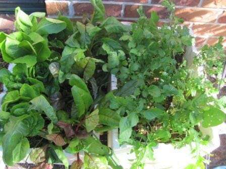 Spinach, salad greens, rocket & herbs all planted in micro gardens.