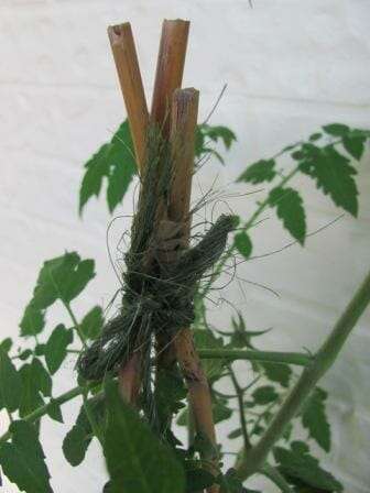 Tomato shoots reaching top of tepee are tied off loosely with string.