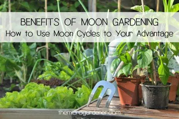 Learn the Benefits of Moon Gardening and how to work with nature's moon cycles to boost your success