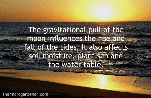 The tides are highest, for example, at the time of the new and full moon when lunar gravity pulls water up. At this same time, the moon also causes moisture to rise in the earth.