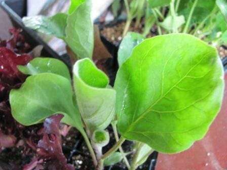 Look for strong leaf growth, new shoots and flower buds. 