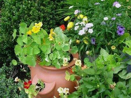 20 Uses for Nasturtiums: Interplanting with nasturtiums like in these strawberry pots helps confuse pests.