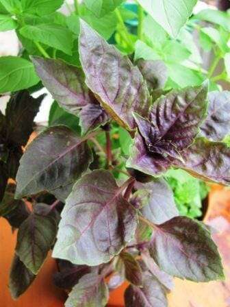 Purple basil with lemon basil | Photo: The Micro Gardener