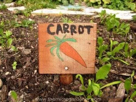 Carrot sign | The Micro Gardener