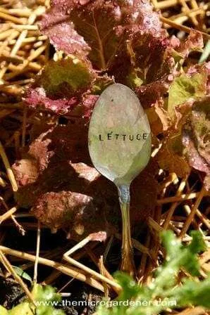 Metal spoon plant markers | The Micro Gardener