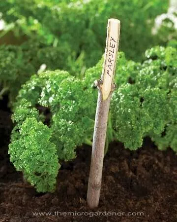 Twig Plant Label | The Miceo Gardener