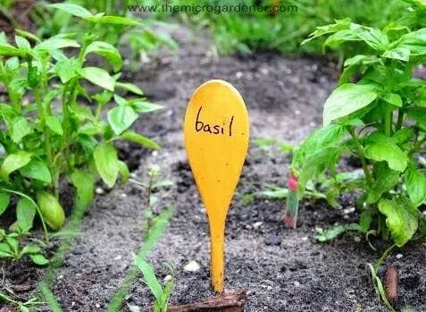 Wooden spoon label | The Micro Gardener