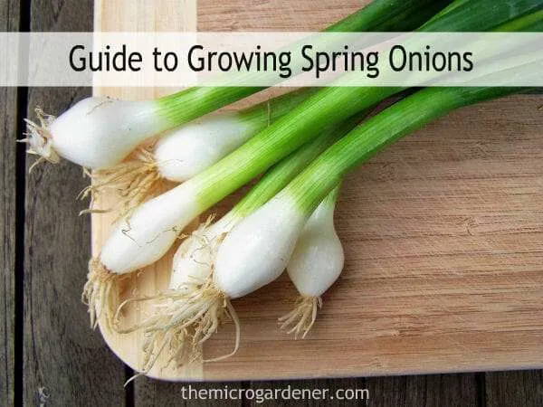 How to Grow Spring Onions