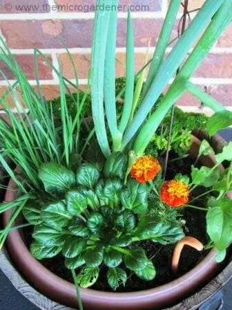 Spring onions add height and play a leading role as a feature plant with beautiful blue/green foliage in my edible planter. 