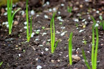 Spring onion seedlings can be planted in trays or sown direct and thinned out.