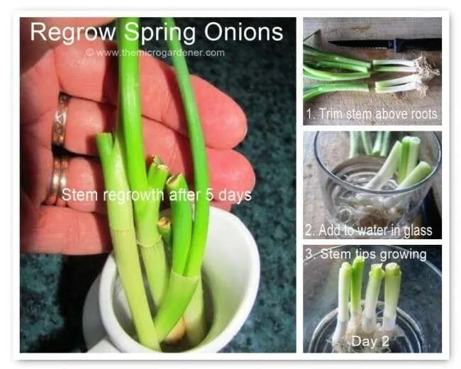 Regrow spring onions indoors in a glass of water. Snip green leaves as needed!