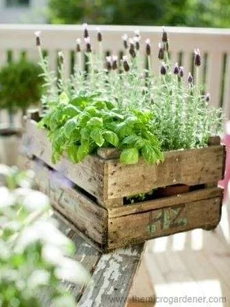 Herbs & lavender in a box | The Micro Gardener