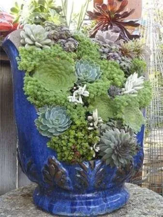 Sensational succulents in a broken pot | The Micro Gardener