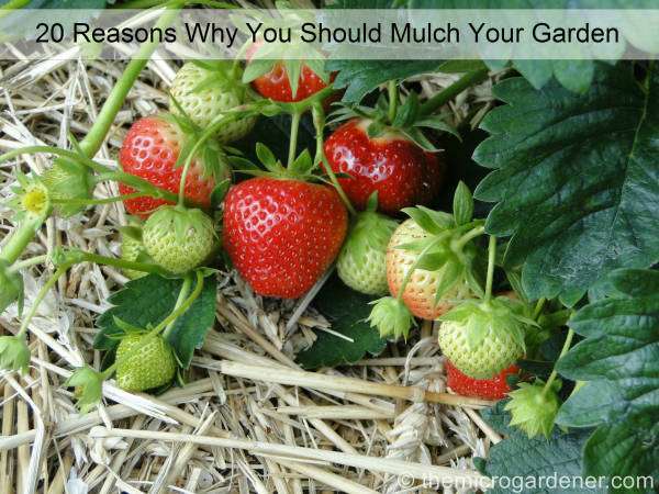 20 Reasons why you should mulch your garden