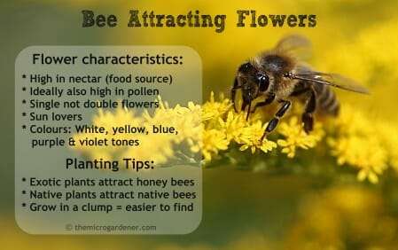Follow these tips when selecting flowering plants for your garden. Remember to use certified organic seeds and plants raised chemically-free so they are safe for bees.