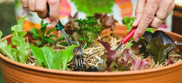 Micro gardens are designed to be highly productive; energy and space efficient; sustainable; affordable; and grown in healthy living soil. - Anne Gibson, The Micro Gardener
