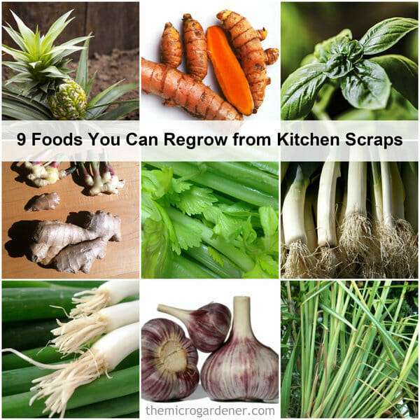 9 Foods You Can Regrow From Kitchen Scraps | The Micro Gardener