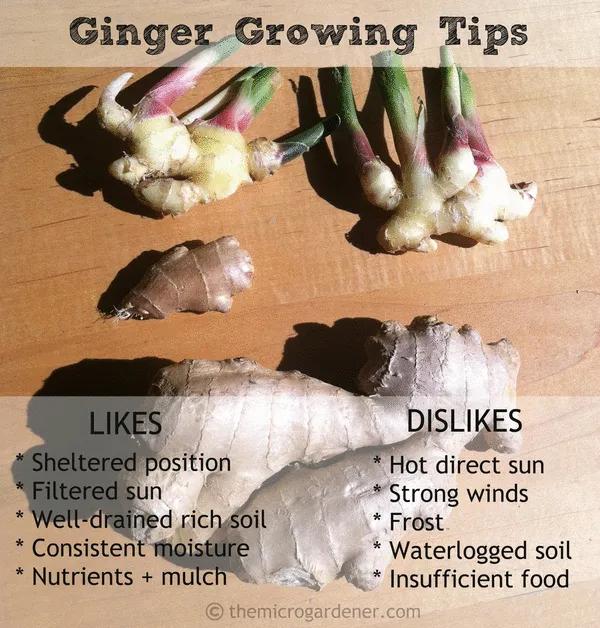 Ginger Growing Tips - From my experience, these are a few tips to growing an abundant ginger plant