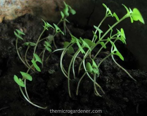 If lack of light is the issue causing leggy seedlings, this is easy to fix!