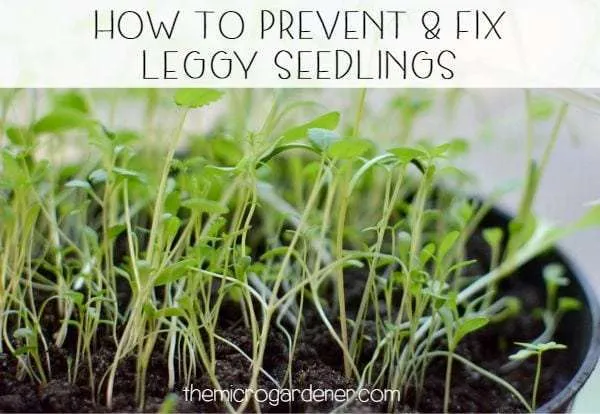The stems on leggy seedlings are long and thin, but there are few or very tiny leaves.