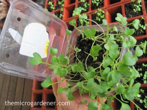 If lack of light is the issue causing leggy seedlings, this is easy to fix!
