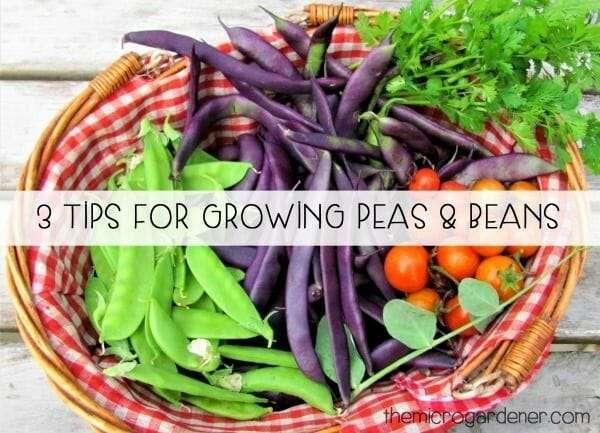 3 Tips for Growing Peas & Beans