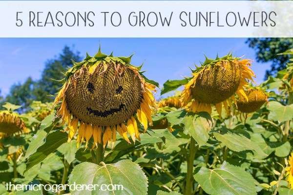 5 Reasons to Grow Sunflowers