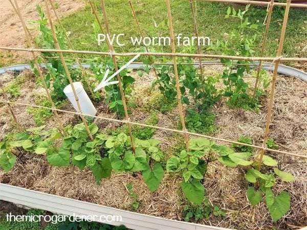 PVC pipe worm farm in a raised edible garden bed