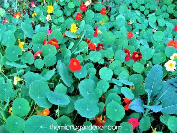 A carpet of nasturtiums around your vegetables are ideal companion plants, help block weeds & attract beneficial insects.
