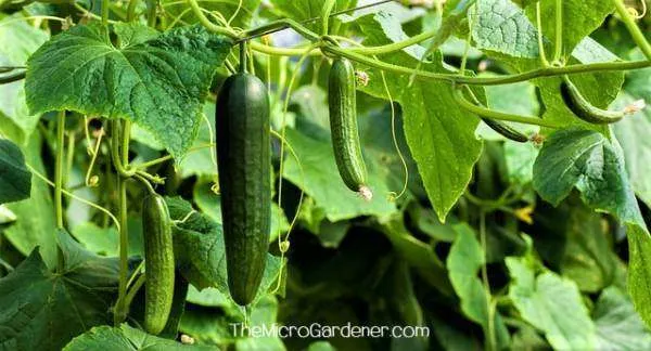 Cucumbers at different stages of maturity require strong vertical support