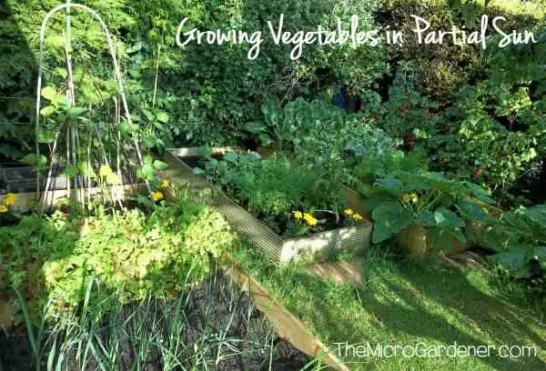 Plants for a Survival Food and Medicinal Garden: Grow shade tolerant vegetables in partial sun or shade