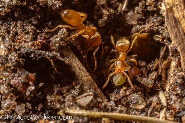 Ants eat decayed organic matter helping to improve soil structure, aeration and drainage