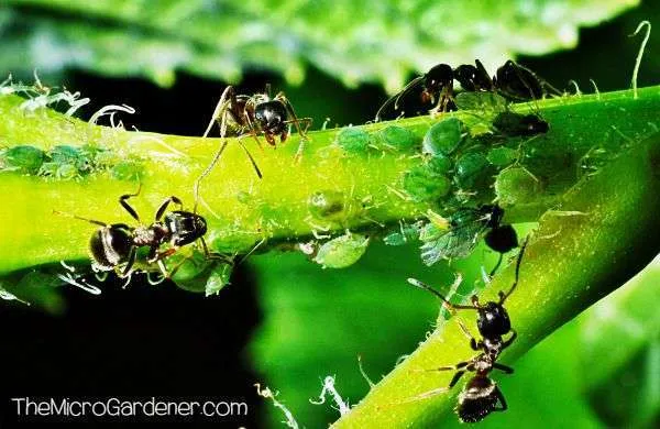 Ants in my Plants, Pots and Soil: Ants protecting and guarding young aphids