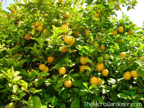 Mature lemon trees with heavy crops of fruit require more water and nutrients to sustain growth