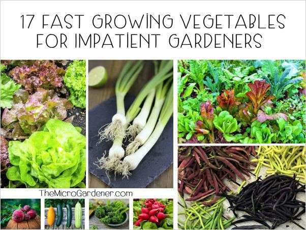 A list of 17+ fast growing vegetables for quick picks in 60 days or less. Includes leafy greens, legumes, roots vegetables + more for healthy 'fast' food! Plus 5 tips to help speed up your harvests.