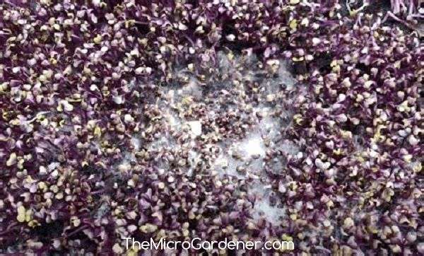 Damping off - white fungus on overcrowded microgreens seeds