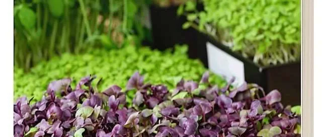 Easy Guide to Growing Microgreens Booklet